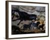 20,000 Year Old Lascaux Cave Painting Done by Cro-Magnon Man in the Dordogne Region, France-Ralph Morse-Framed Photographic Print