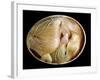 20 Day Old Chick in Egg-null-Framed Photographic Print