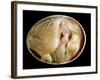 20 Day Old Chick in Egg-null-Framed Photographic Print