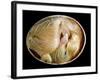 20 Day Old Chick in Egg-null-Framed Photographic Print