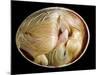 20 Day Old Chick in Egg-null-Mounted Photographic Print