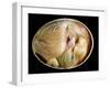 20 Day Old Chick in Egg-null-Framed Photographic Print