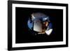 2001: A Space Odyssey, Keir Dullea as Seen Through Hal, 1968-null-Framed Photo