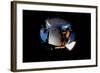 2001: A Space Odyssey, Keir Dullea as Seen Through Hal, 1968-null-Framed Photo