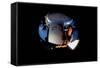 2001: A Space Odyssey, Keir Dullea as Seen Through Hal, 1968-null-Framed Stretched Canvas