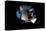 2001: A Space Odyssey, Keir Dullea as Seen Through Hal, 1968-null-Stretched Canvas