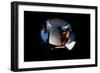 2001: A Space Odyssey, Keir Dullea as Seen Through Hal, 1968-null-Framed Photo