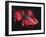 2004 Ferrari Enzo-null-Framed Premium Photographic Print