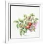 2007 Rose Hips-Janneke Brinkman-Salentijn-Framed Giclee Print