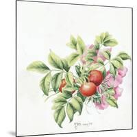 2007 Rose Hips-Janneke Brinkman-Salentijn-Mounted Giclee Print