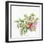 2007 Rose Hips-Janneke Brinkman-Salentijn-Framed Giclee Print