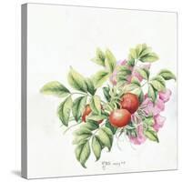 2007 Rose Hips-Janneke Brinkman-Salentijn-Stretched Canvas