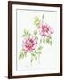 2007 Wild Roses-Janneke Brinkman-Salentijn-Framed Giclee Print