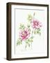 2007 Wild Roses-Janneke Brinkman-Salentijn-Framed Giclee Print