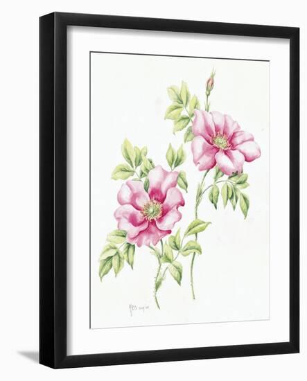 2007 Wild Roses-Janneke Brinkman-Salentijn-Framed Giclee Print