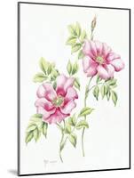 2007 Wild Roses-Janneke Brinkman-Salentijn-Mounted Giclee Print