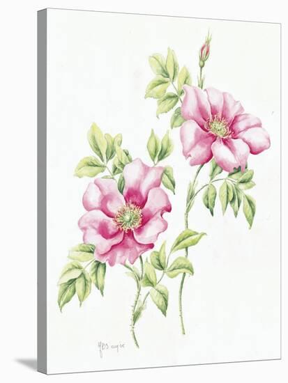 2007 Wild Roses-Janneke Brinkman-Salentijn-Stretched Canvas