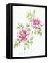 2007 Wild Roses-Janneke Brinkman-Salentijn-Framed Stretched Canvas