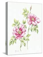 2007 Wild Roses-Janneke Brinkman-Salentijn-Stretched Canvas