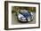 2009 Bugatti Veyron Sang Bleu-null-Framed Photographic Print