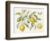 2009 February Bouquet-Janneke Brinkman-Salentijn-Framed Giclee Print