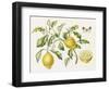 2009 February Bouquet-Janneke Brinkman-Salentijn-Framed Giclee Print