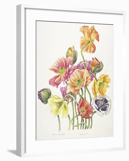 2010 Poppy Bouquet-Janneke Brinkman-Salentijn-Framed Giclee Print
