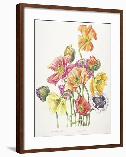 2010 Poppy Bouquet-Janneke Brinkman-Salentijn-Framed Giclee Print