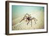 20140831_114050_2-Pixie Pics-Framed Giclee Print