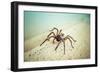 20140831_114050_2-Pixie Pics-Framed Giclee Print