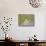 20COF-Pierre Henri Matisse-Mounted Giclee Print displayed on a wall