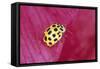 22-Spot Yellow Ladybird-null-Framed Stretched Canvas