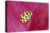 22-Spot Yellow Ladybird-null-Stretched Canvas