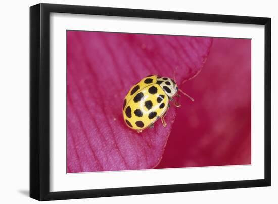 22-Spot Yellow Ladybird-null-Framed Photographic Print