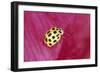 22-Spot Yellow Ladybird-null-Framed Photographic Print