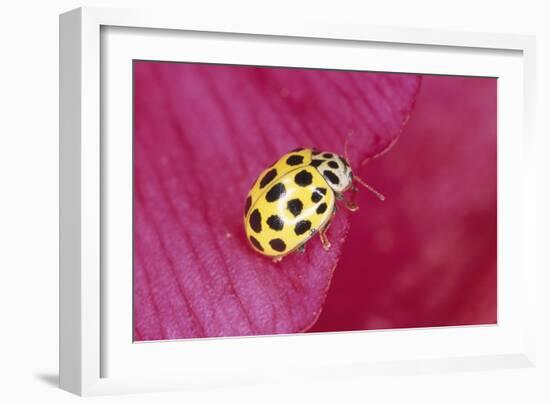 22-Spot Yellow Ladybird-null-Framed Photographic Print