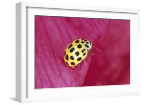 22-Spot Yellow Ladybird-null-Framed Photographic Print