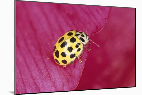 22-Spot Yellow Ladybird-null-Mounted Photographic Print