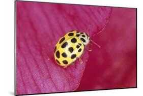 22-Spot Yellow Ladybird-null-Mounted Photographic Print