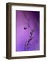 2293_Stretching out-Heidi Westum-Framed Photographic Print