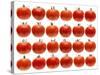 24 Tomatoes-Steve Gadomski-Stretched Canvas