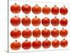 24 Tomatoes-Steve Gadomski-Stretched Canvas