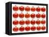 24 Tomatoes-Steve Gadomski-Framed Stretched Canvas