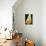 24CO-Pierre Henri Matisse-Stretched Canvas displayed on a wall