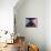 2G-Pierre Henri Matisse-Giclee Print displayed on a wall