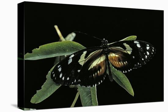 3/4 Heliconius Atthis X 1/4 Heliconius Hecale (Longwing Butterfly)-Paul Starosta-Stretched Canvas