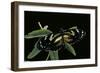 3/4 Heliconius Atthis X 1/4 Heliconius Hecale (Longwing Butterfly)-Paul Starosta-Framed Photographic Print