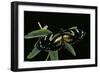 3/4 Heliconius Atthis X 1/4 Heliconius Hecale (Longwing Butterfly)-Paul Starosta-Framed Photographic Print