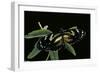 3/4 Heliconius Atthis X 1/4 Heliconius Hecale (Longwing Butterfly)-Paul Starosta-Framed Photographic Print