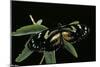 3/4 Heliconius Atthis X 1/4 Heliconius Hecale (Longwing Butterfly)-Paul Starosta-Mounted Photographic Print